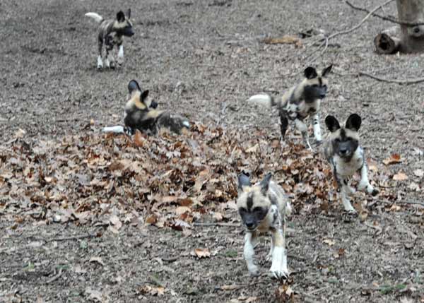 Back in November, at Brookfield Zoo, an African...