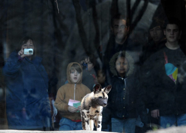 Back in November, at Brookfield Zoo, an African...