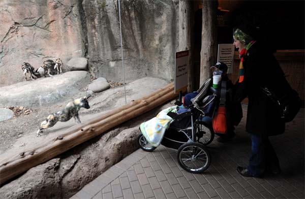 Back in November, at Brookfield Zoo, an African...