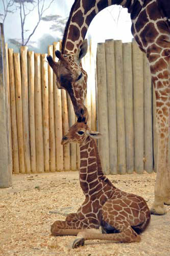Baby giraffe at Brookfield Zoo