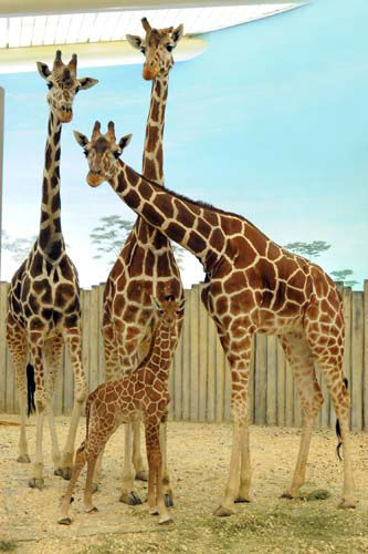 Baby giraffe at Brookfield Zoo