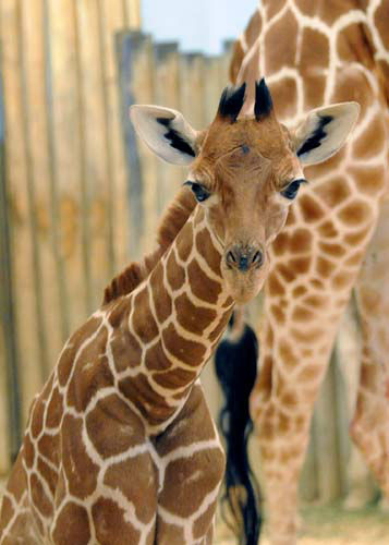 Baby giraffe at Brookfield Zoo