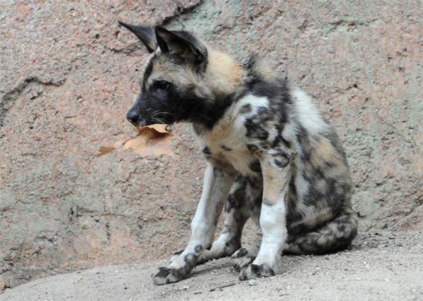 Back in November, at Brookfield Zoo, an African...