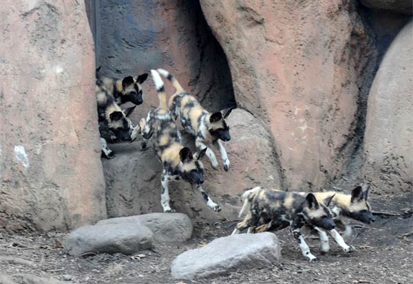 Back in November, at Brookfield Zoo, an African...