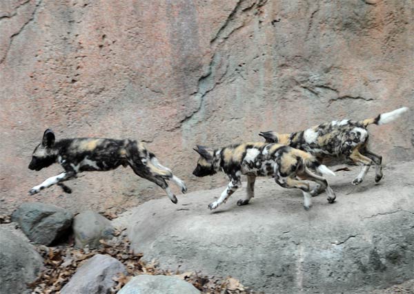 Back in November, at Brookfield Zoo, an African wild dog named 