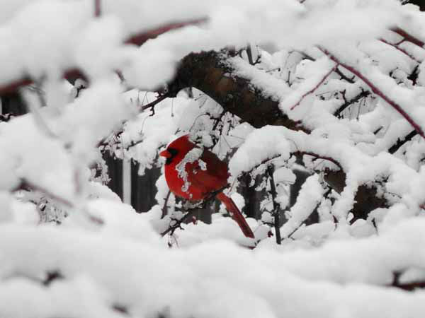 Send your snow photos to USeeIt@abc7chicago.com