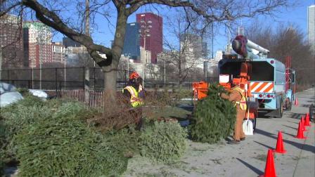 The city of Chicago is setting up tree recycling at nearly two dozen locations across the city, but youll have to hold on to it for another week or so.
