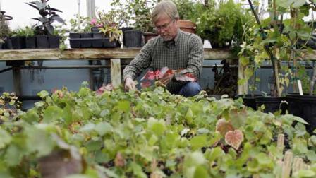 [FILE] In this photo taken Oct. 28, 2010, University of Illinois wine-grape researcher Bill Shoemaker works in the greenhouse at St. Charles Horticultural Center in St. Charles, Ill. 