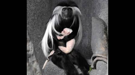 Born March 9, the Angolan colobus monkey is completely white, but wont stay that way for long. In the next three months, the babys color will change from white to gray to black.