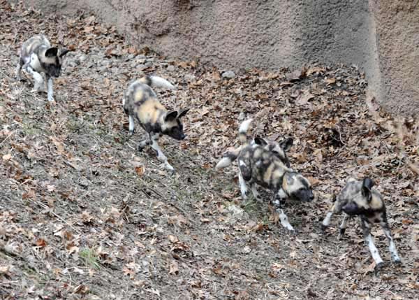 Back in November, at Brookfield Zoo, an African...