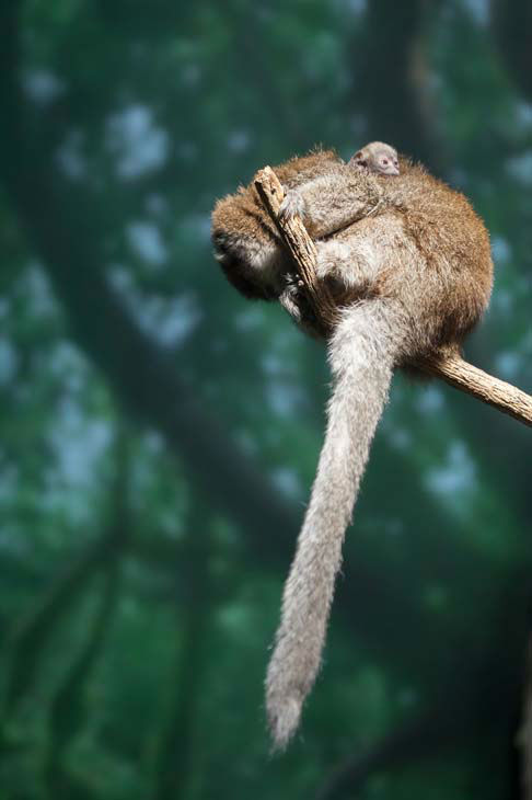 Three Dwarf Mongoose pups were born at...