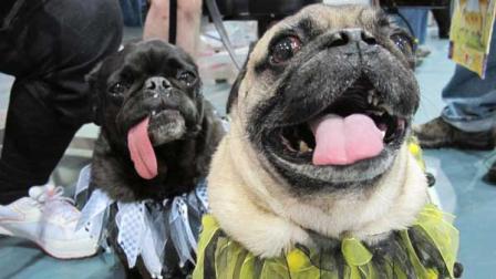 In this May 19, 2013, photo Chipper, right, and Chickory pose for a photo at the Milwaukee Pug Fest in Franklin, Wis. The annual event, that helps pay for medical and dental bills for rescued pugs, attracted more than 1,700 pugs and other smushy-faced dogs along with 2,900 humans from the U.S. and Canada.