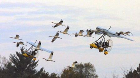 Photo from Operation Migration Whooping Crane.