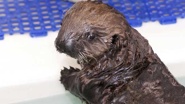 Its a boy! The Shedd Aquarium announced on June...