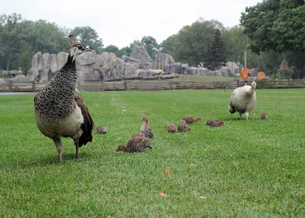 Blue and her Guineafowl chicks at Broofield Zoo...