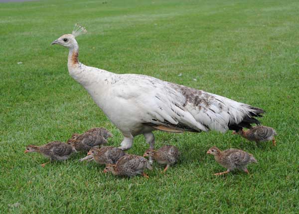 Blue and her Guineafowl chicks at Broofield Zoo...