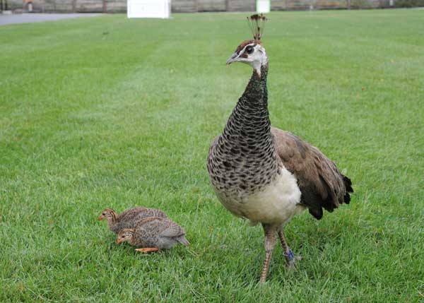Blue and her Guineafowl chicks at Broofield Zoo...