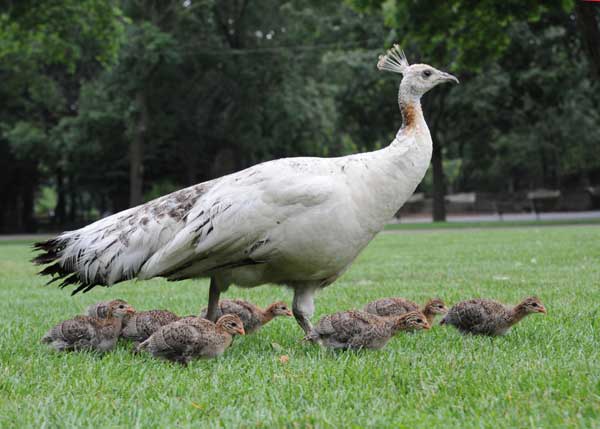 Blue and her Guineafowl chicks at Broofield Zoo...