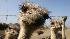 Ostriches seen at an ostrich farm in Hohenfelde at the Baltic Sea, northern Germany, on Thursday, April 16, 2009.