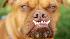 Pabst competes in the Worlds Ugliest Dog Contest...