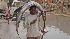 A Somali boy crosses a checkpoint with a fish on...