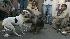People watch a fight between monkeys with a dog...
