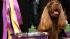 The Sussex Spaniel named Stump captured the Best...