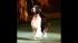 The English Springer Spaniel James clinched the...