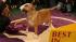 A Colored Bull Terrier named Rufus won Best in...