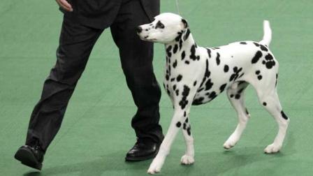 A Dalmatian named Ian, with his handler Michael Scott, competes in the non-sporting group, which he won, at the 136th annual Westminster Kennel Club dog show in New York, Monday, Feb. 13, 2012.