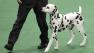 Dalmatian spot on at Westminster