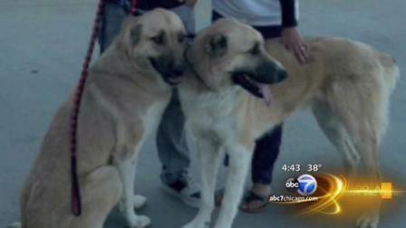 Andrew Morales rescued Dusty and Wyatt while on a tour of duty in Afghanistan almost three years ago.
