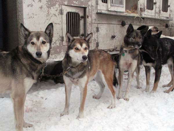 The 2004 Iditarod champion Mitch Seavey leaves...