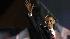 Obama on Election Night