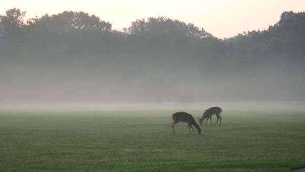 Marian from Chicago sent in this photo of a morning scene at a forest preserve. (FILE)