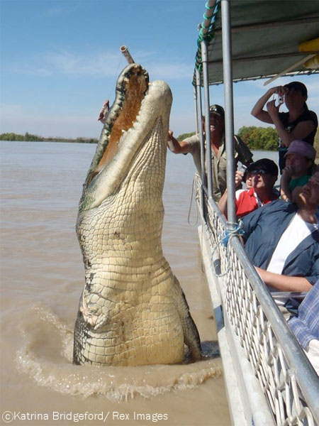 Brutus the satlwater Crocodile in Australia