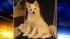 Petie is also a proud companion of Action News...