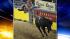 Matt Bright, of Azle, Ariz., is thrown from his...
