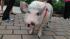 Churchill the pig stopped by 6abc to record a...