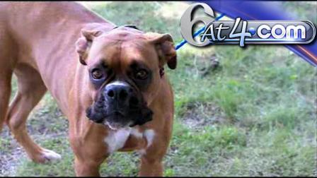 The Delaware SPCA is seeking donations for surgery for a one-and-a-half year old boxer named Daisy.