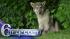 Search for wolf-dog hybrid in Philadelphia -... ::