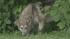 Search for wolf-dog hybrid in Philadelphia ::