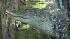 Trenton Alligator Captured