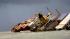 The Panamanian-registered container ship MSC...