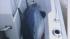 The shark in Kresses boat.