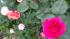 One of many roses being grown by Adam Joseph at...