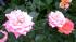 One of many roses being grown by Adam Joseph at...
