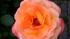 One of many roses being grown by Adam Joseph at...