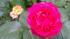 One of many roses being grown by Adam Joseph at...