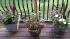 Some of the potted plants that Adam Joseph is...